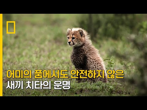 어미의 품에서도 안전하지 않은 새끼 치타의 운명