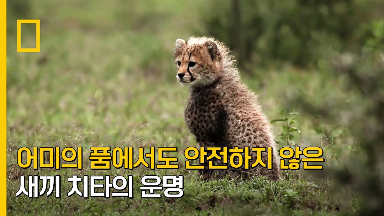 어미의 품에서도 안전하지 않은 새끼 치타의 운명
