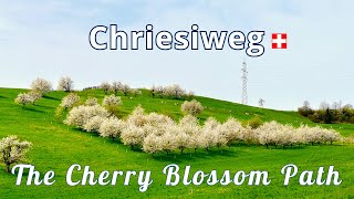 Cherry Blossom Bliss in Switzerland - Exploring Fricktaler Chriesiwäg