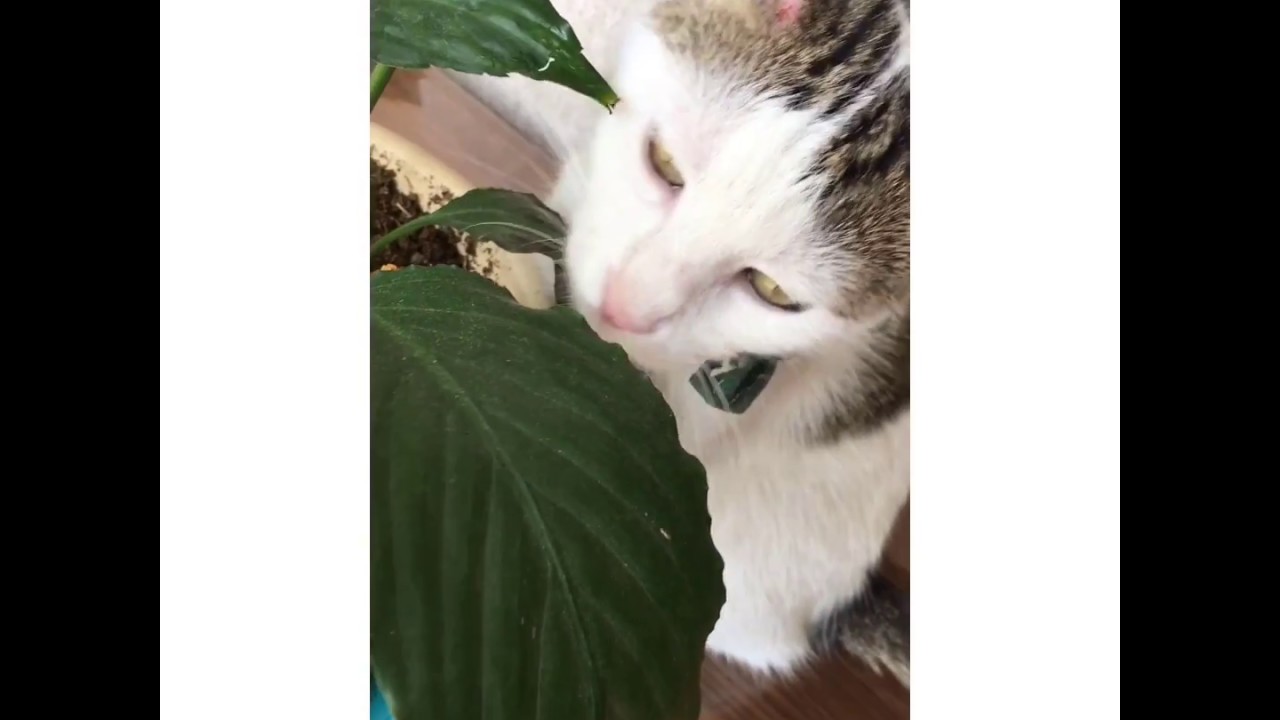 Sevimli kedi videosu 😻 ‘Edîe YouTube