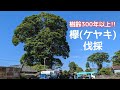 『欅』樹齢300年以上　ケヤキを伐採してもらいました!!＃cut down trees＃zelkova＃富士山＃木の倒し方#Mt. Fuji