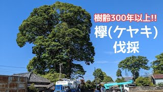 『欅』樹齢300年以上　ケヤキを伐採してもらいました!!cut down treeszelkova富士山木の倒し方#Mt. Fuji