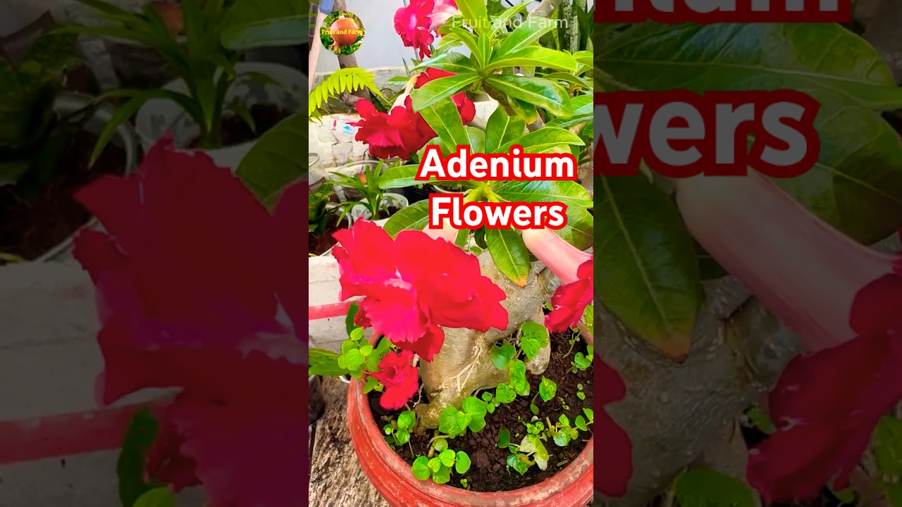 Pruned and Cared for 9 Weeks – Stunning Adenium Flowers 