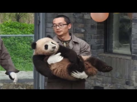 国内的熊猫与奶爸奶妈们竟还有这些故事～