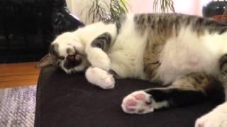 World's most boring cat video