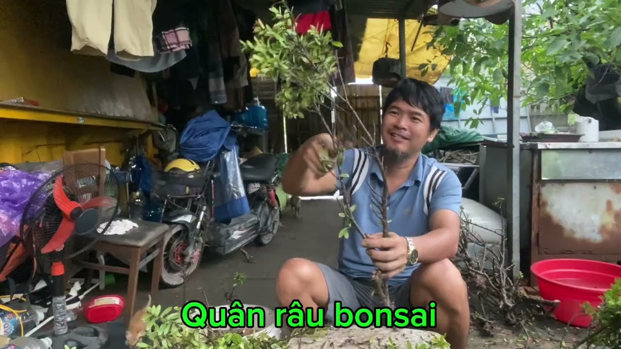 👉 Tạo Dáng Bonsai Hoa Mẫu Đơn Bị Bỏ Đi | Quân Râu Bonsai phần 28