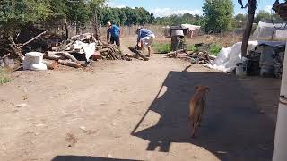 fuimos a partir leña para aser una tortillas tortiadas