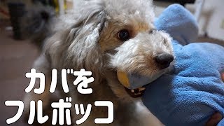 🐶【今日のターゲット】カバをボコボコにするトイプードル。【トイプードルのグリィ】【dog】【toy poodle】