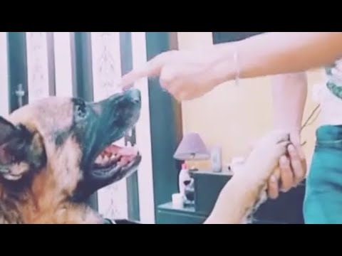 Kutte ka pilla kutta hota hai funny video