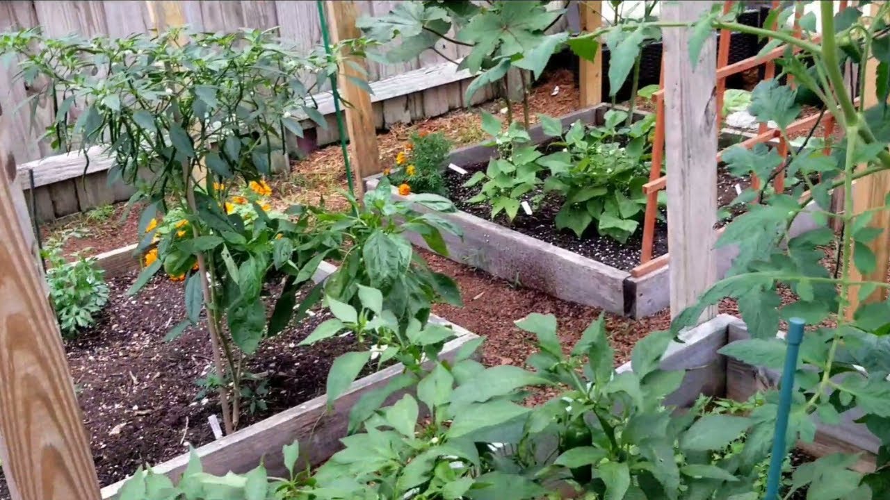 What Food Grows In Zone 10b Backyard Garden From The Ground Up what-food-grows-in-zone-10b-backyard-garden-from-the-ground-up