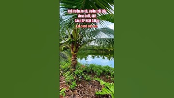 BÁN VƯỜN TRÁI CÂY VIEW SUỐI,  AO CÁ, SHR. #batdongsan #muabandatgiare #viewsuoi