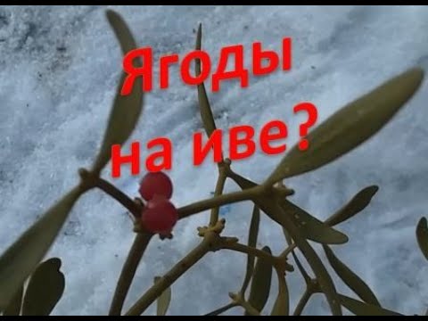Омела. Растение-паразит