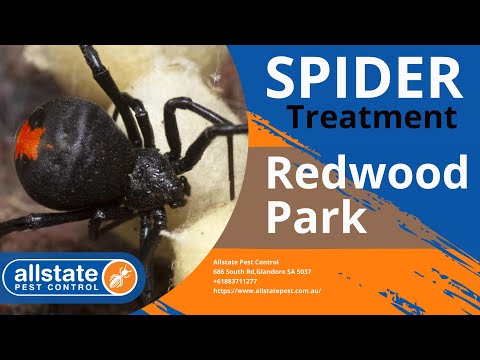 Videó: Általános pókszabályozás: Gyógyszerek kerti pókokra