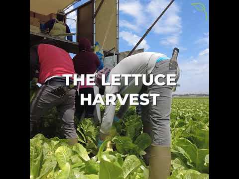 How is Iceberg and Romaine Lettuce Grown and Harvested?