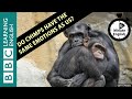 Do chimps have the same emotions as us? - Listen to 6 Minute English