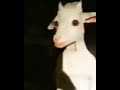 فيديو شيطان على هيئة معزة