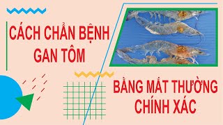 Dấu hiệu để nhận biết gan tôm bị bệnh | Bà con hỏi - AEC trả lời| Thuốc thủy sản Âu Mỹ AEC