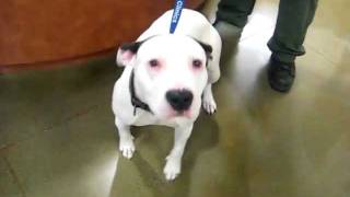 Ercup Now Betty Pulled For Foster By Chako Pit Bull Rescue 62211