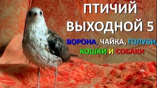 Птичий выходной 5 (ВОРОНА, ЧАЙКА, ГОЛУБИ, КОШКИ И СОБАКИ) Птичий выходной 5 (ВОРОНА, ЧАЙКА, ГОЛУБИ, КОШКИ И СОБАКИ)