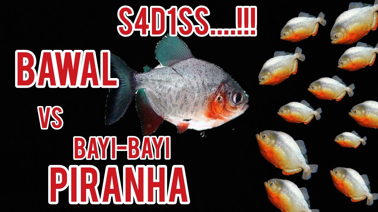 DETIK-DETIK B4YI PIRANHA SER4NG BAWAL - Piranha VS Pacu - YouTube