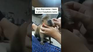 What's Your Capybara Name? ♥️🤭