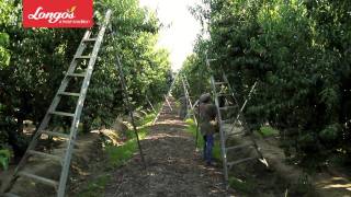 Longo's California Peaches