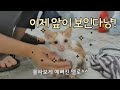 눈이 보이지 않는 아기고양이에게 목욕을 선물했어요(ft.냥빨이 좋은 아기고양이)