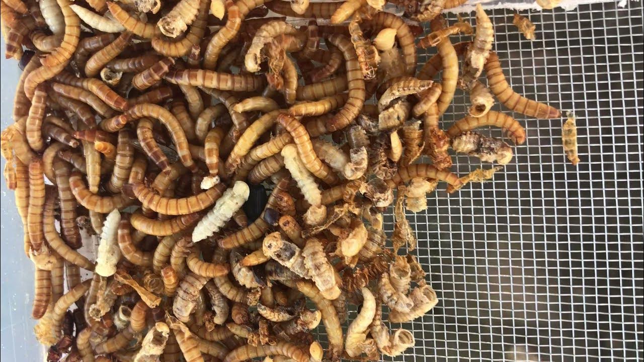 Mealworm Frass YouTube