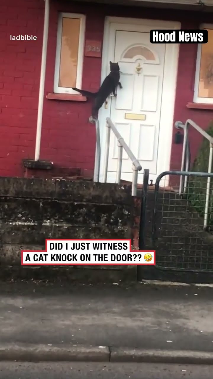 Cat knocks on door #hoodnews #cat #catlover #catvideos #catshorts #catlovers #trending #viralvideo