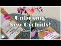 New orchids unboxing  guna orchids  dendrobium  tolumnia  2021