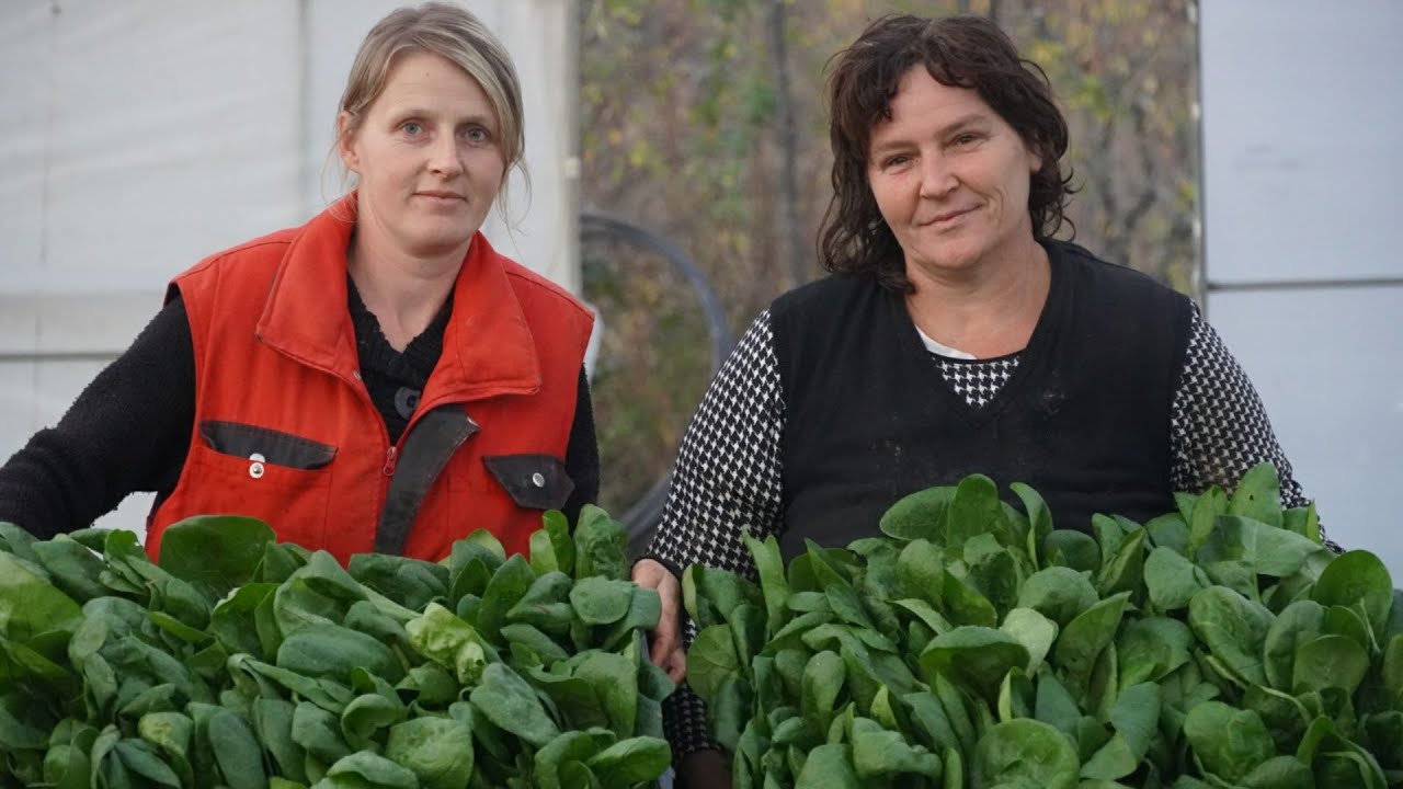 PRASA  OD  METAR  I VEĆ  DRUGA BERBA OVE GODINE