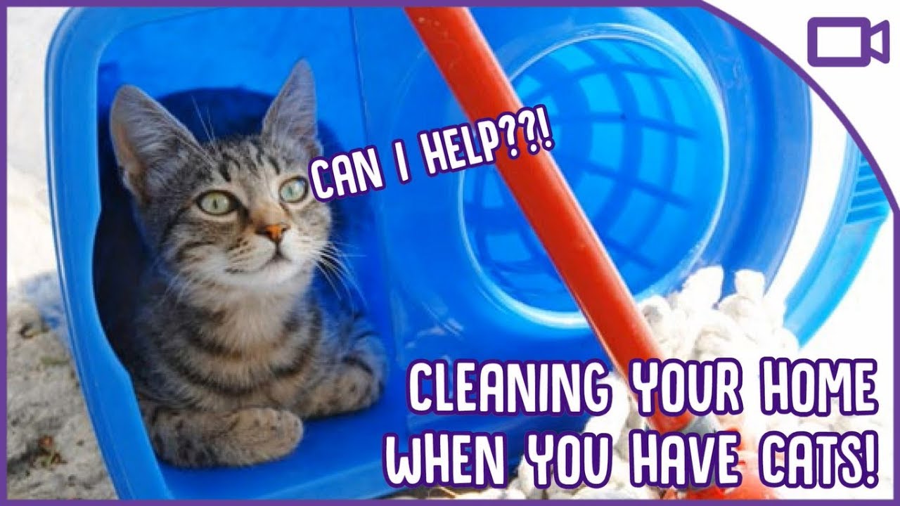 How to Keep Your House Clean When You Have a Cat! YouTube