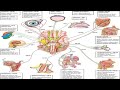 Practical: Hemoglobin Electrophoresis – Viral YouTube Mindmaps