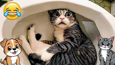 Video 11686591: funniest cats dogs compilation, laugh funny cats compilation