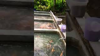 Contoh kolam beton untuk budidaya ikan nila di lahan yang sempit