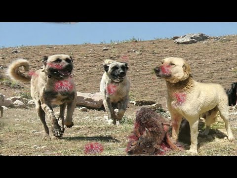 Video: Kardeşler Grubu: Ordudaki Köpekler