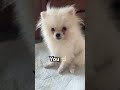 POV: I’m talking to you 😑 #funny #cute #hamachi #pomeranian #smalldog