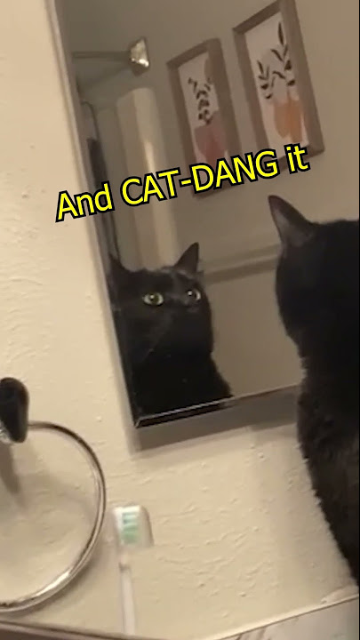 Stinky Feet Alert!!! 🙀🦶 #Animals #Cat #Rufus - Youtube