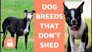 Dog Breeds that Don't Shed (that much)