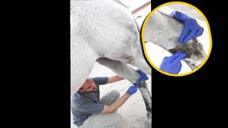 Bog Spavin .... تورم المفصل وطريقة علاجه