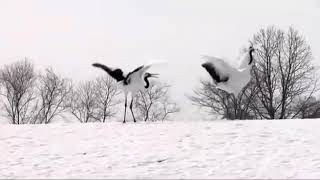 Deyiş-Nefes Bektaş Çolakalevi Deyişlerinde Turna Kuşu