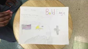 Animals in Yellowstone: Bald Eagle