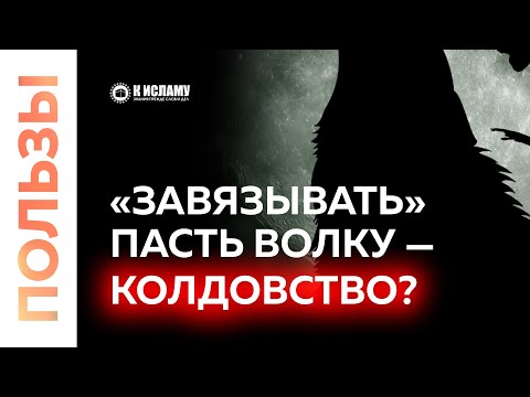 Завязывать пасть волку — колдовство? Как мусульмане попадают в сихр, пытаясь спасти ягнят от волков