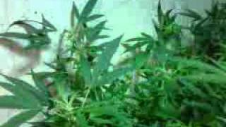 marijuana growing indoors #1