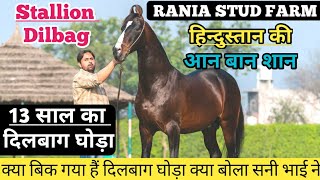 हिंदुस्तान का बेहतरीन घोड़ा जिसके बच्चे आते हैं हर रिंग में विनर Stallion Dilbag-Rania Stud Farm