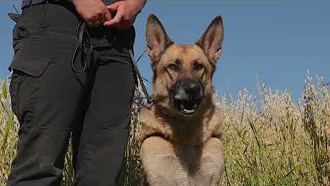 Alberta Conservation K9s – wild boar detection