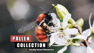 🐝 Honeybee: Pollen Collection | An Amazing Natural Phenomenon 🔥🔥