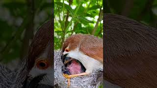 Sweet Nest Life Of Yellow-Eyed Babbler Bird Babies P 9