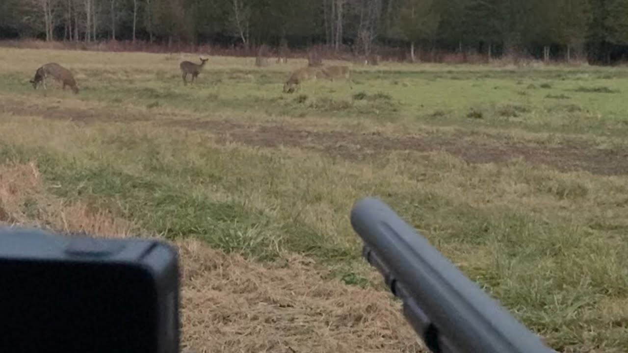 Deer everywhere - Michigan Muzzleloader 