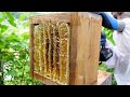 Summertime honey extraction traditional japanese beekeeping apis cerana japonica